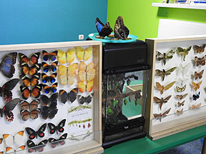 Alive butterflies' show