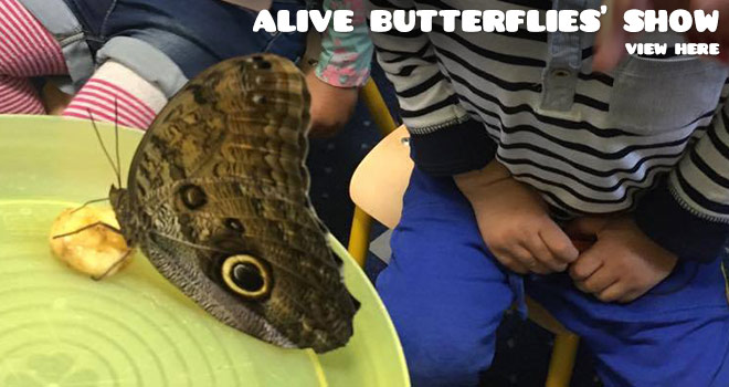 Alive Butterflies' Show