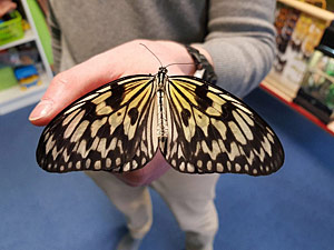 Alive butterflies' show